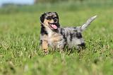 BERGER AUSTRALIEN PUPPIES 176